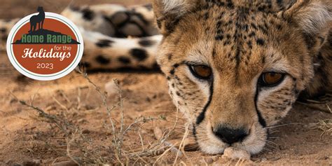 Homepage • Cheetah Conservation Fund