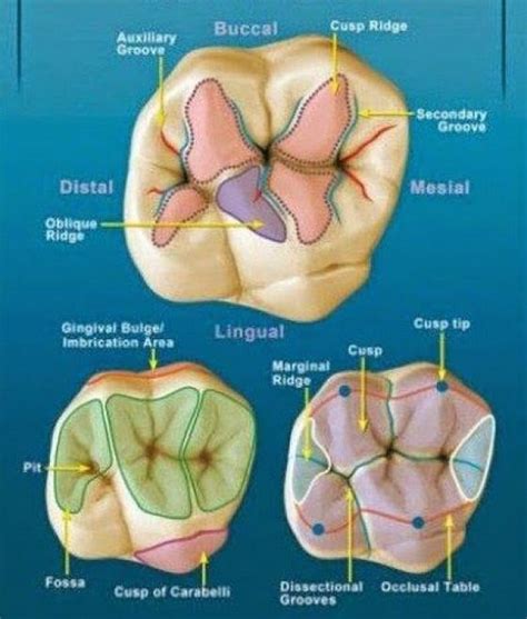 Molar Anatomy shared by Dr. Gregory Bowen San Antonio dentist www.drgregbowen.com | Dental ...