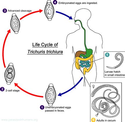 :::JAAN's Science Class:::: General facts of parasitic nematodes:- Pin ...