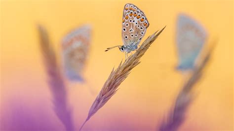 British Wildlife Photography Awards: This year's winning pictures | UK ...