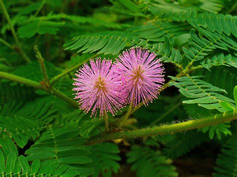 Mimosa pudica - Sensitive Plant | World of Flowering Plants