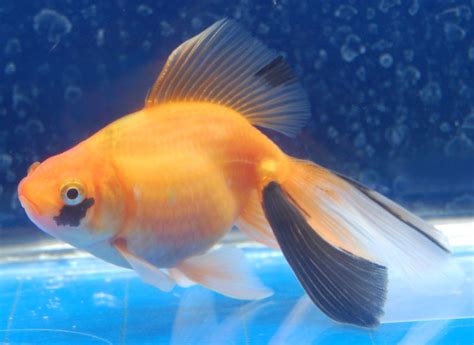 Goldfish - Very unique Fantail Home Aquarium, Aquarium Fish, Comet Goldfish, Oscar Fish, Marine ...