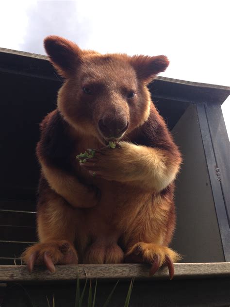 The National Zoo & Aquarium Canberra hosts VIP Walk on the Wildside Tours, where you and your ...