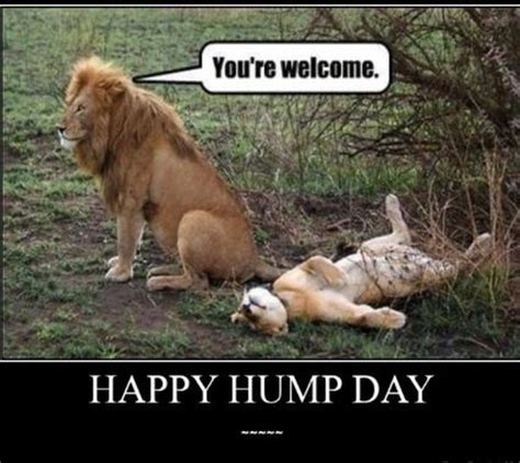 Funny happy hump day meme pictures | QuotesBae