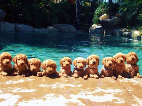 Dog Pool Safety | The Grand Paw