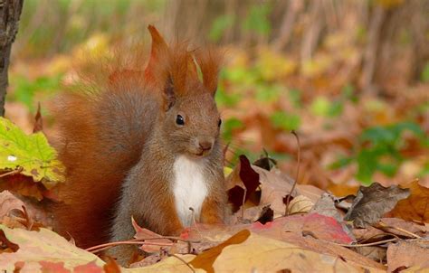 Squirrel Autumn Wallpapers - Wallpaper Cave