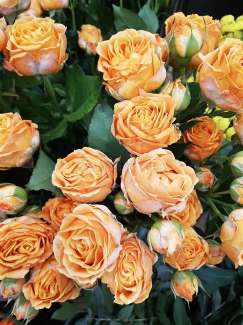 Orange Miniature Garden Roses Stock Image - Image of beauty, nature ...