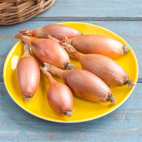 Buy Echalion (Shallot) Elista Seeds Online | Marshalls – Marshalls Garden