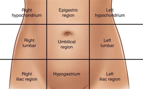 The Abdominal Regions, 53% OFF | gbu-presnenskij.ru