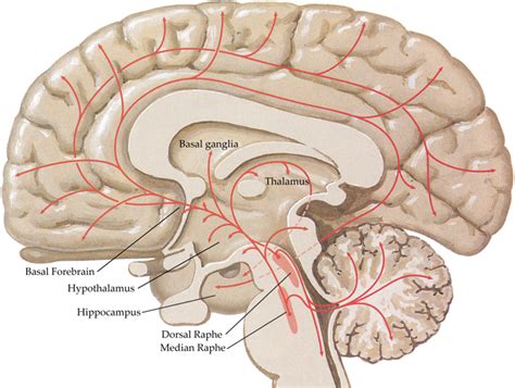 Frontiers | Cholinergic connectivity: it's implications for psychiatric disorders | Cellular ...