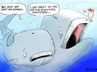 45 Whale Humor ideas | whale, whale funny, humor