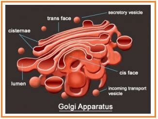 Struktur Badan Golgi | pembahasan soal twk