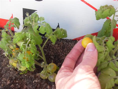 The Scientific Gardener: Processing Tomato Seeds