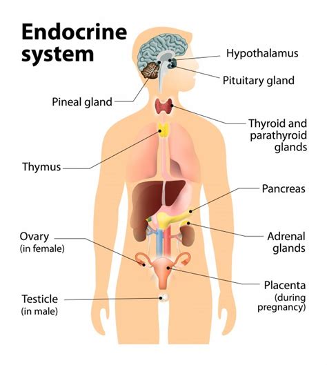 What is the Endocrine System? | Endocrine Disruption | US EPA