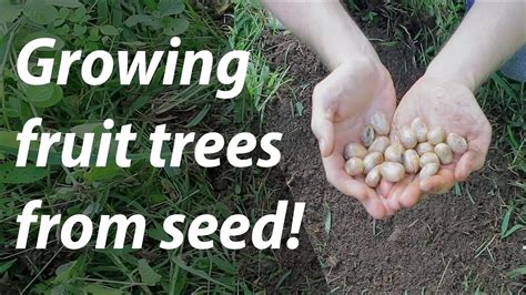 Growing Fruit Trees from Seed (and nuts, too!) (Day 14 of 30) - YouTube