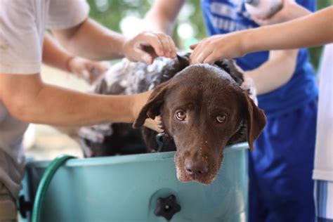 DIY Dog Shampoo: 4 Recipes You Can Make Right Now | PawTracks