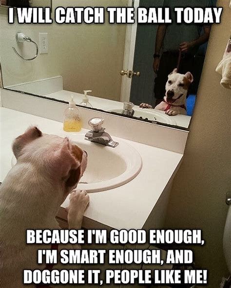 Daily words of affirmation are a must even for dogs!... | Funny dog memes, Cat facts, Funny ...