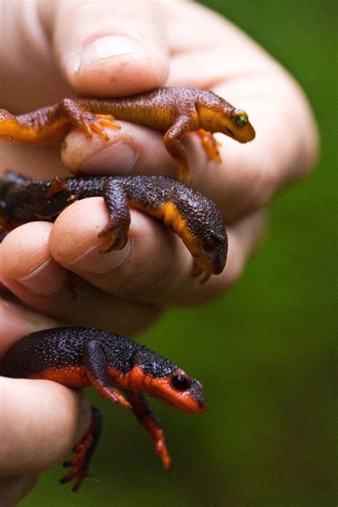 The great crested newt was @SpeciesofUK from 28 th April to 4 th May ...