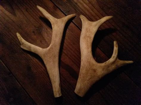 2 Fallow Deer Palmated 9 Antler Tips Top Half by AntlerArtisans