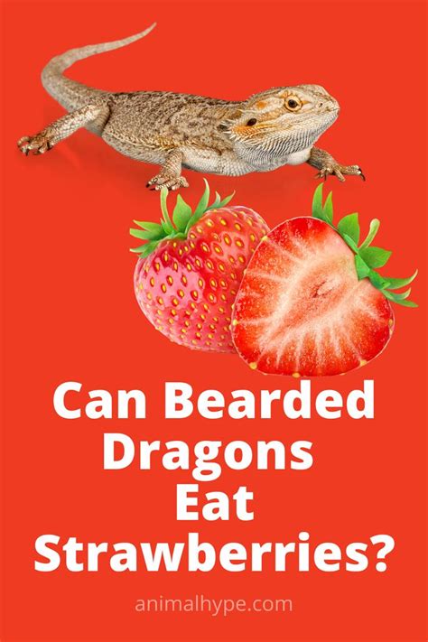 Can Bearded Dragons Eat Strawberries? in 2021 | Bearded dragon, Strawberry, Canning