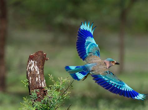 Roller Take off - An Indian Roller in flight. It was overcast with very little light, for a few ...