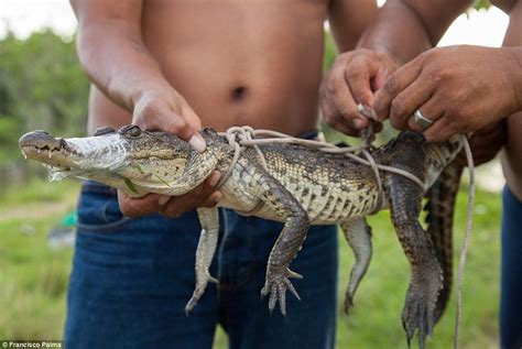 Horror of baby crocodiles beaten to death with machetes and skinned ALIVE | Daily Mail Online