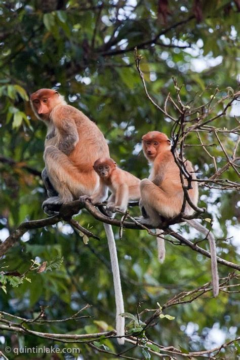 Photographs of Kinabatangan River Wildlife, Sabah, Borneo © Quintin Lake Photography Skills ...