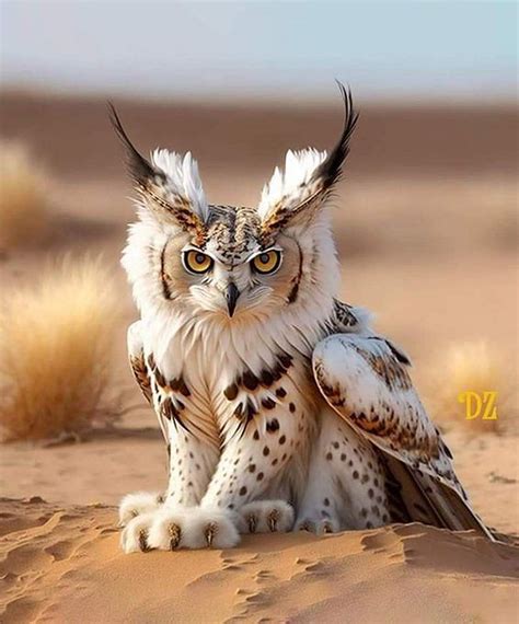 Lynx Owl Wiki