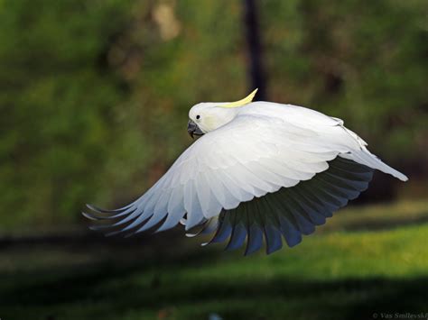 Sulphur-crested Cockatoo's in flight | BIRDS in BACKYARDS