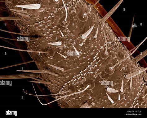 Cockroach cercus hairs. Scanning electron micrograph (SEM) of the ...