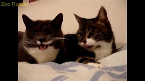 Funniest Viral Video: Two Talking Cats Funny - YouTube