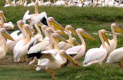 Free picture: flock, great, white pelicans, pelecanus, onocrotalus, ground, Kenya, Africa