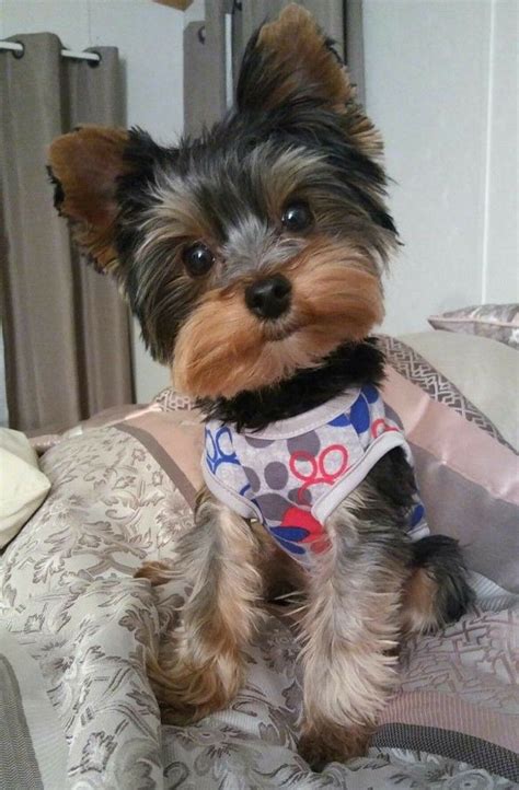 Yorkie Puppy Haircuts, Yorkie Puppy Cut, Teacup Yorkie Puppy, Yorkie Dogs, Yorkies, Super Cute ...