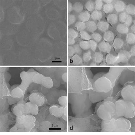 Conventional SEM images of Synechocystis sp. PCC 6803 prepared by ...