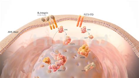 Cell signaling pathways - Hybrid Medical Animation