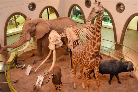 9 Must-See Galleries at Nairobi National Museum of Kenya