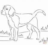 Beagle Dog coloring page  Free Printable Coloring Pages sketch template