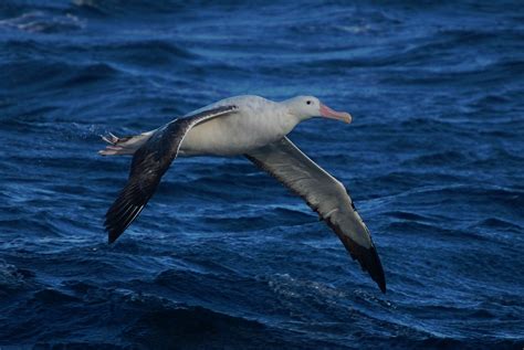 Live with Flair: 2 Secrets of the Wandering Albatross