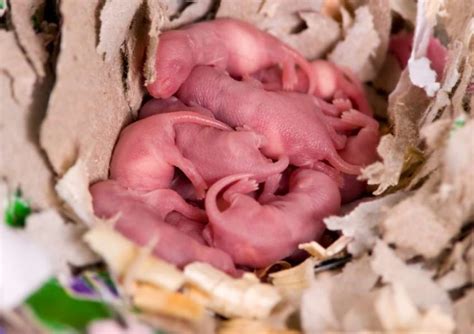 Baby Rat Care: 6 Basics to Know When Caring for Newborns