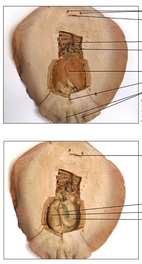 Stingray internal anatomy Diagram | Quizlet