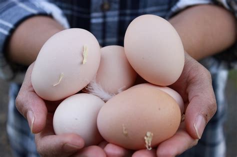 Light Sussex Chicken | Rare & Heritage Chickens | Bellingham Washington