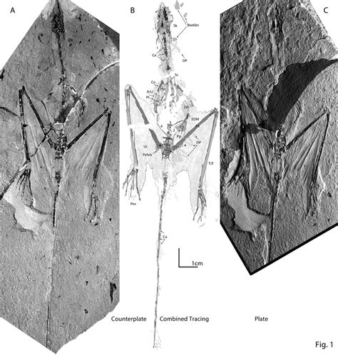 Sharovipteryx in situ