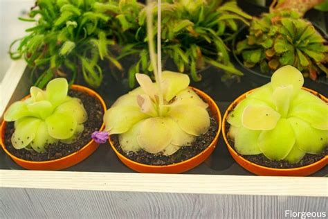 How to Grow and Care for Butterwort (Pinguicula) | Florgeous