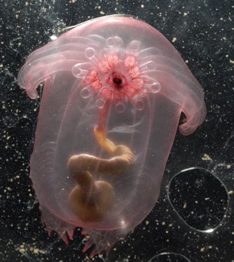 These Weird Sea Creatures Are SO FREAKY - I Couldn't Believe #7 ...