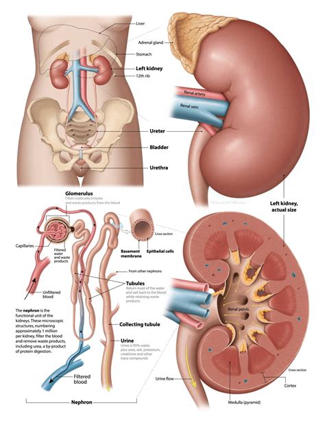 Kidney 101 | PKD Foundation