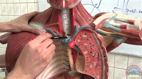 Anatomy Of Thoracic Cavity