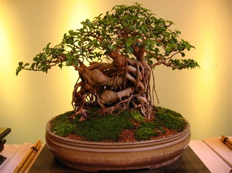 Things To Avoid When Growing Your Bonsai Tree - Bonsai Tree Gardener