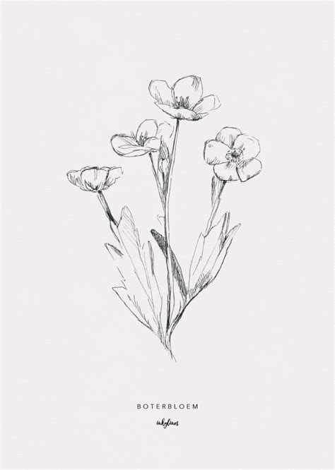 Buttercup Flower Sketch at PaintingValley.com | Explore collection of ...