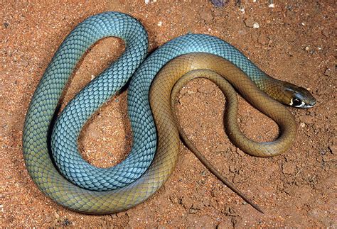 New Aussie snake species discovered – Environment News| Particle