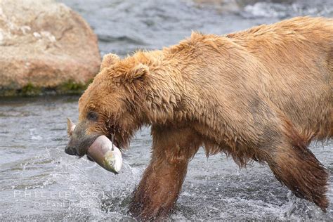 Brown bear eating salmon, Ursus arctos, Brooks River, Katmai National Park, Alaska